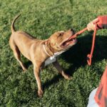 PITBULL 1