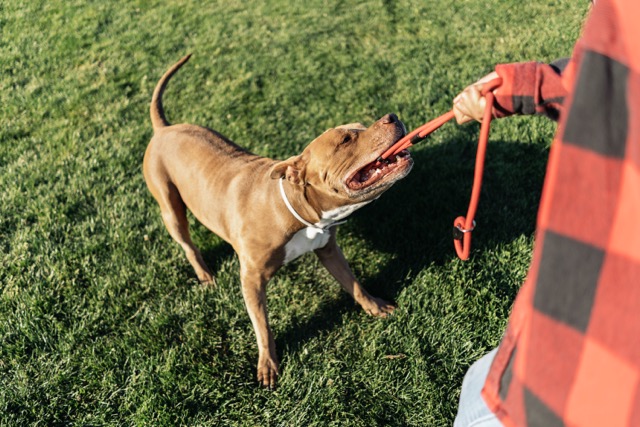 PITBULL 1